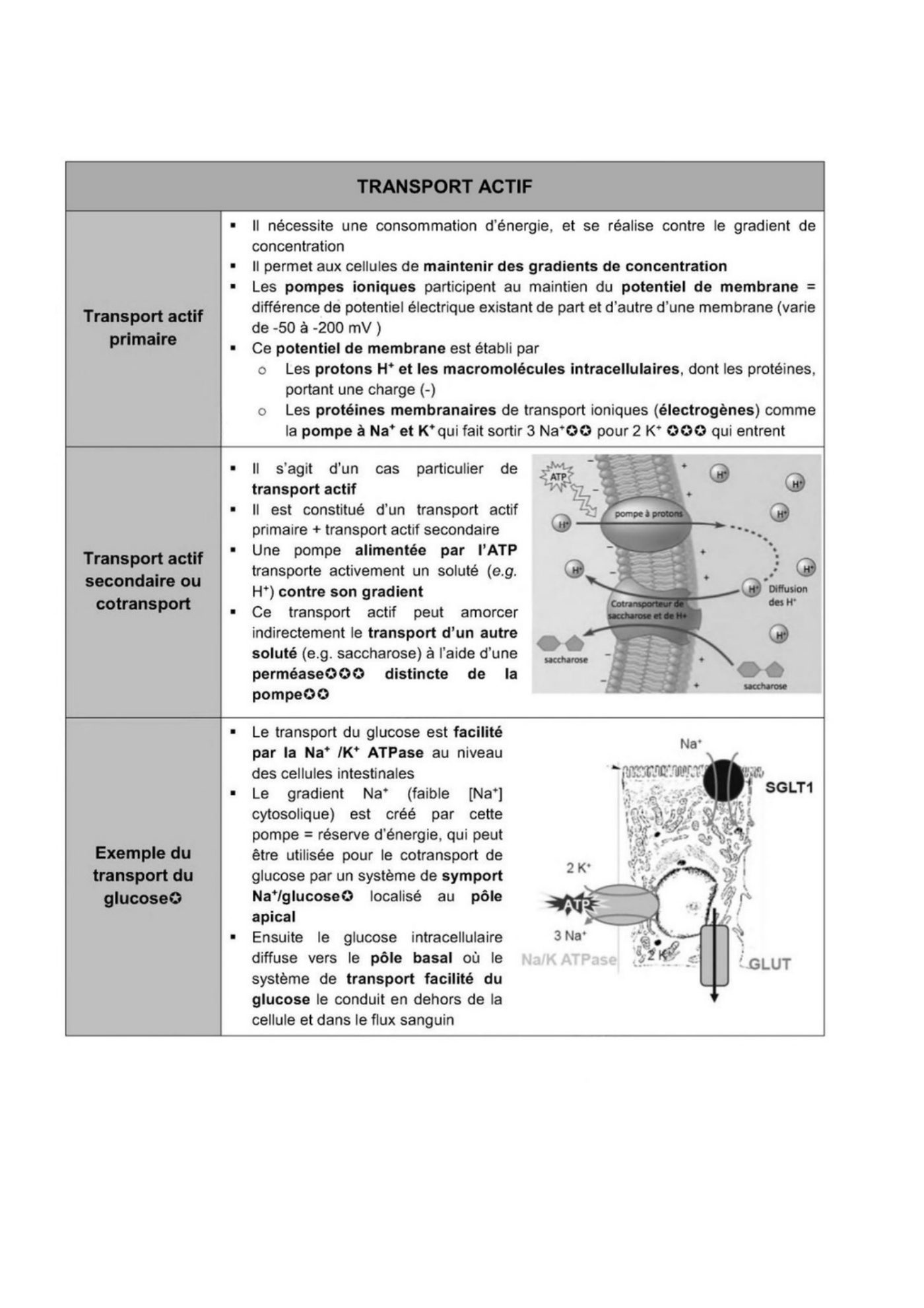 Composition des membranes cellulaires plasmique et endomembranes — page 17