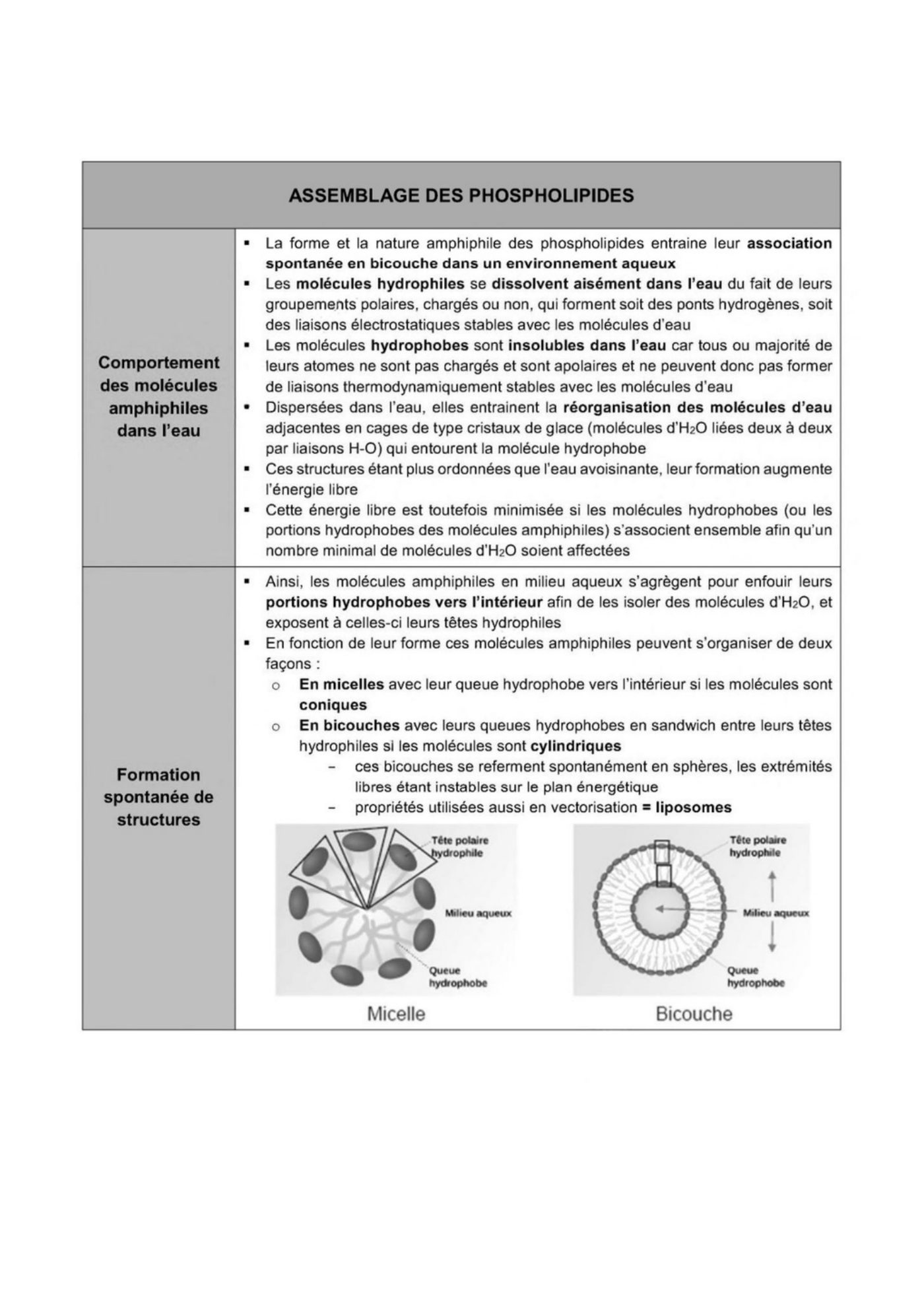 Composition des membranes cellulaires plasmique et endomembranes — page 8