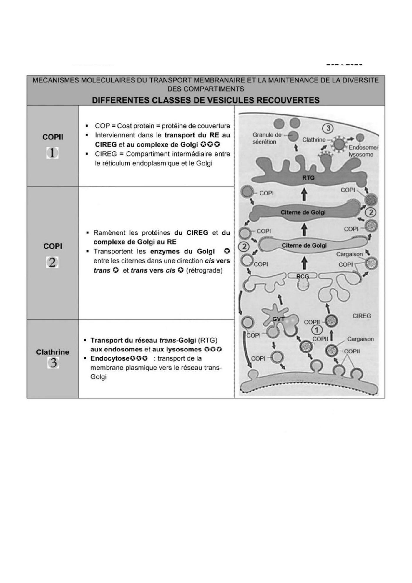 Transport intracellulaire et trafic vesiculaire — page 14
