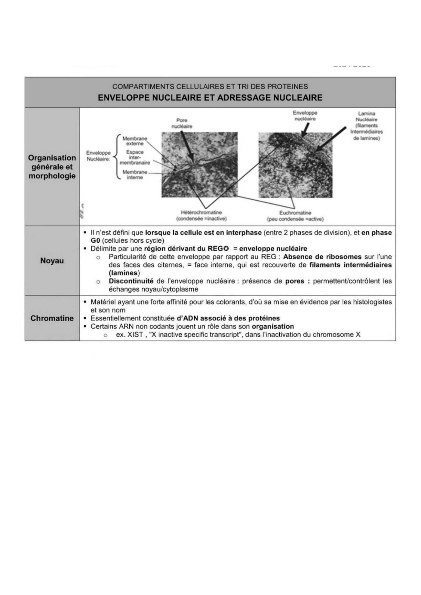 Transport intracellulaire et trafic vesiculaire — page 6