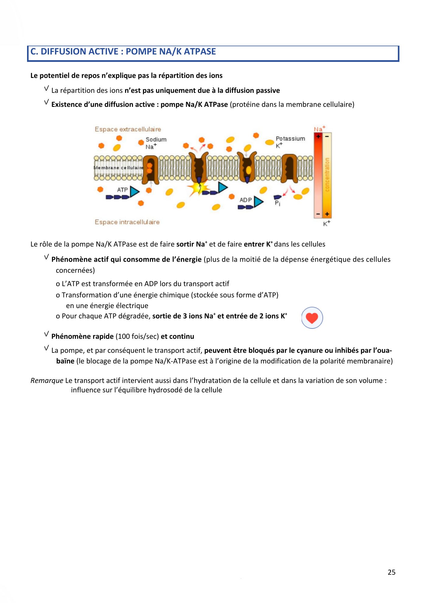 Aspects physiques des membranes pt1-2 — page 28