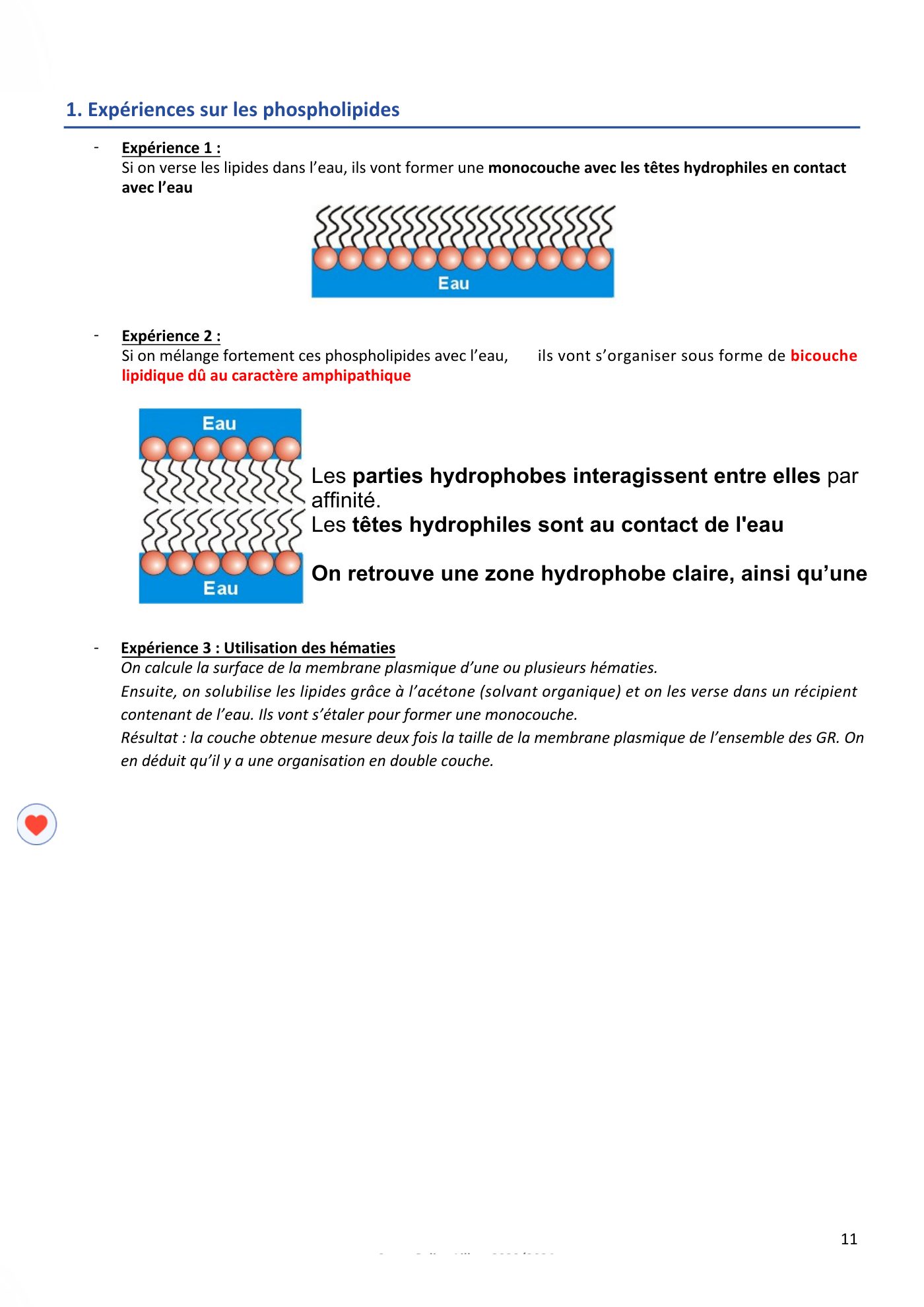 Membranes cellulaires pt1-2 — page 11
