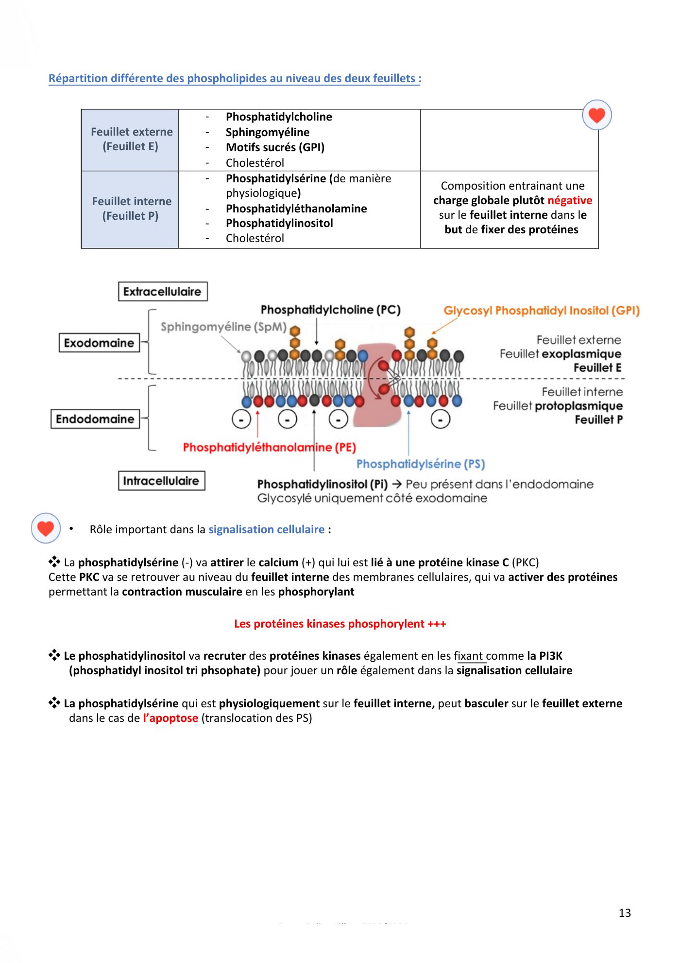 Membranes cellulaires pt1-2 — page 13