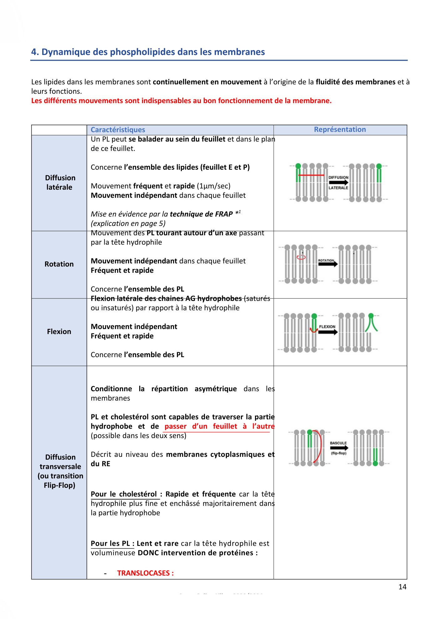 Membranes cellulaires pt1-2 — page 14