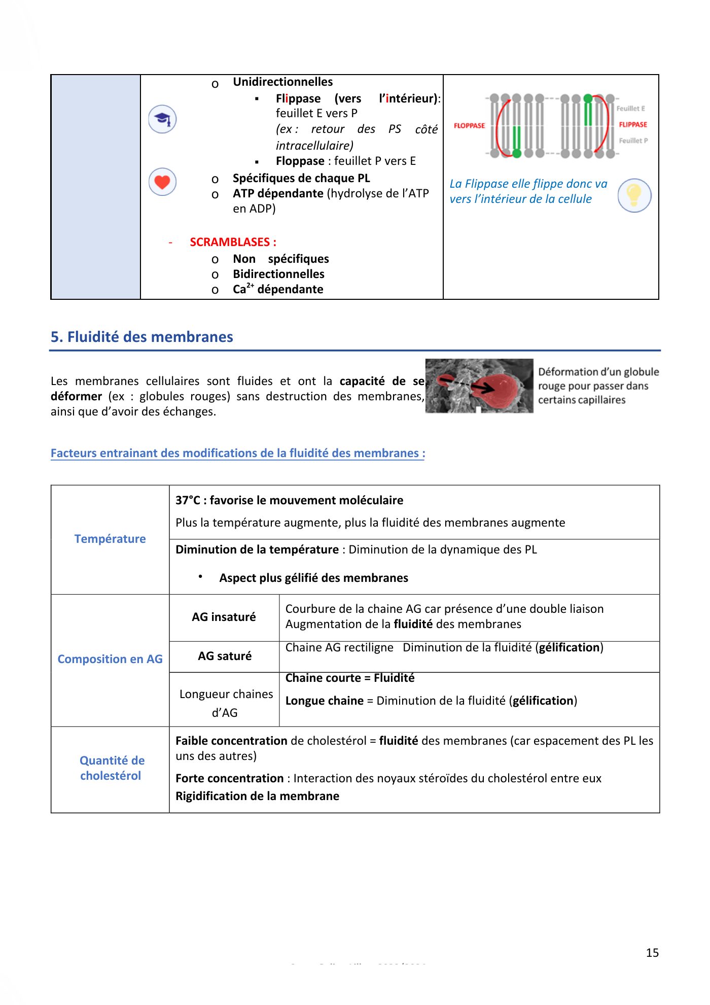 Membranes cellulaires pt1-2 — page 15