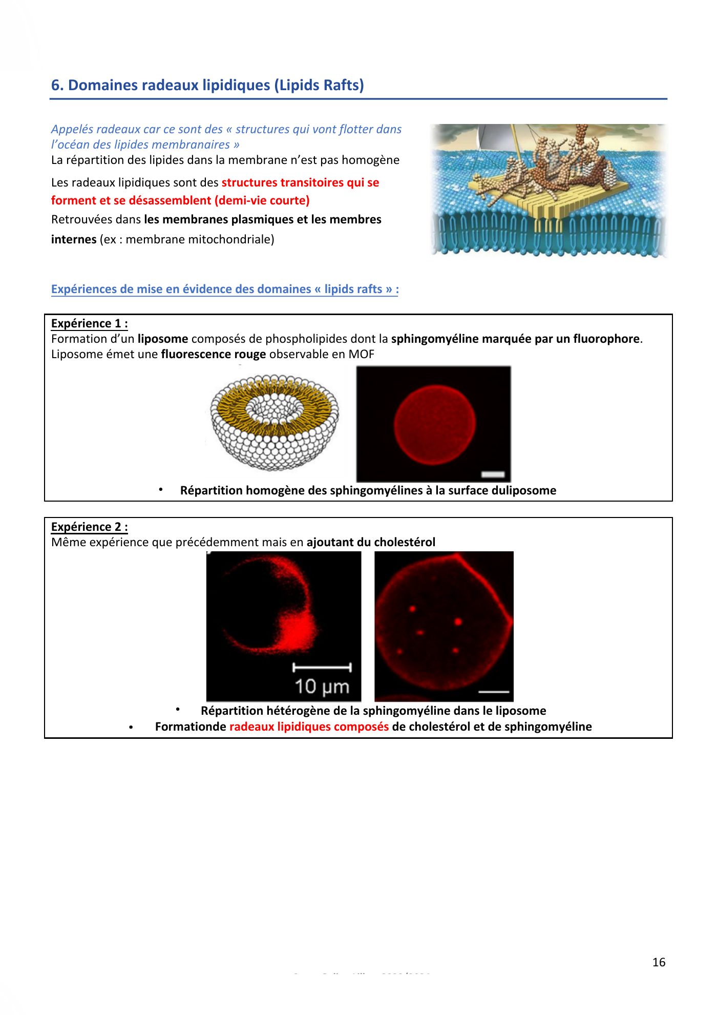 Membranes cellulaires pt1-2 — page 16
