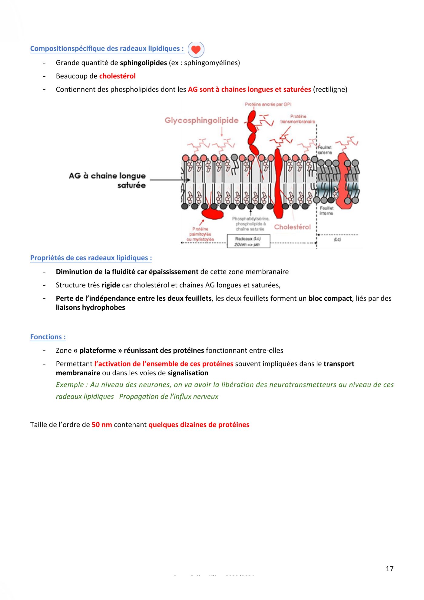 Membranes cellulaires pt1-2 — page 17