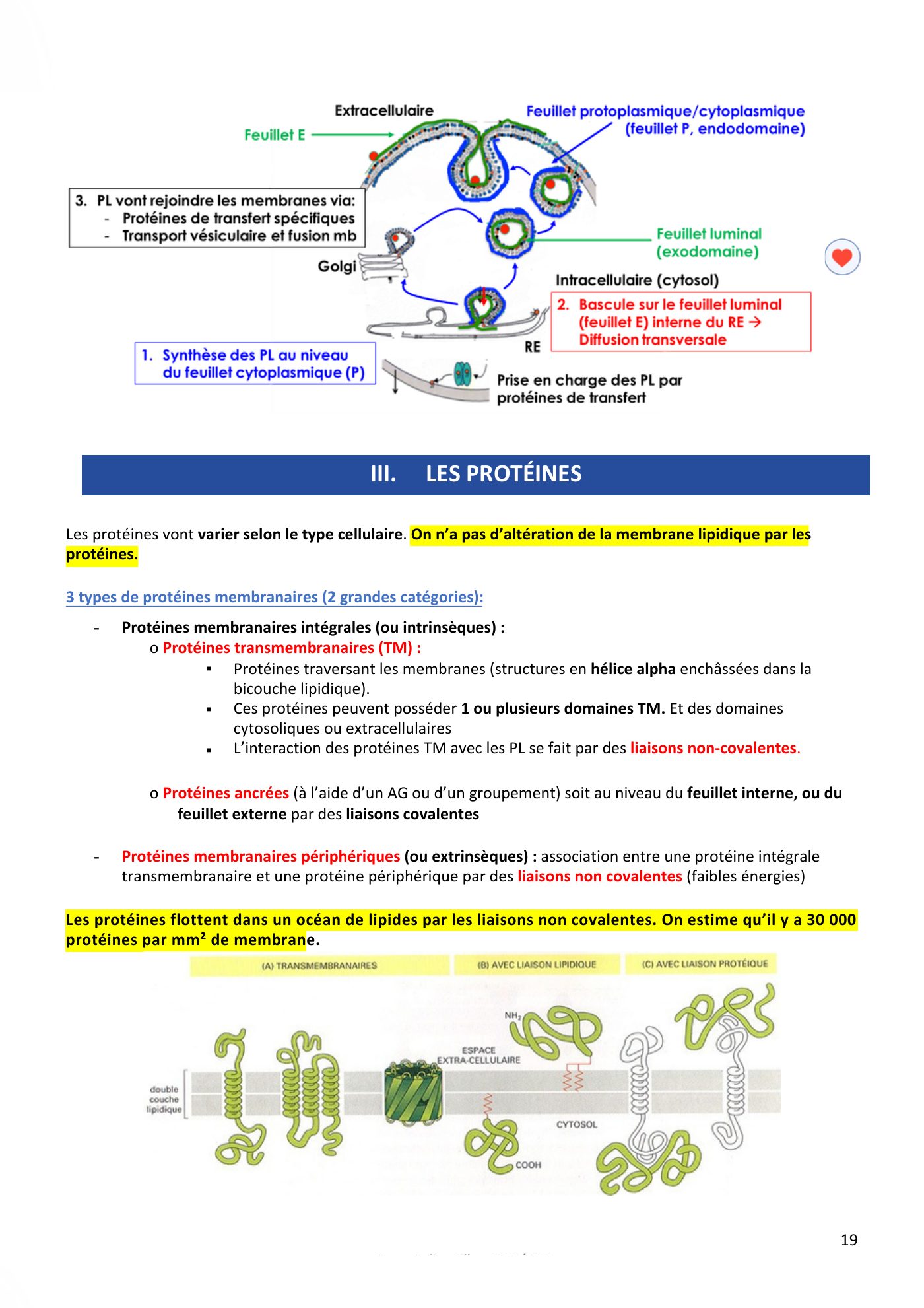 Membranes cellulaires pt1-2 — page 19