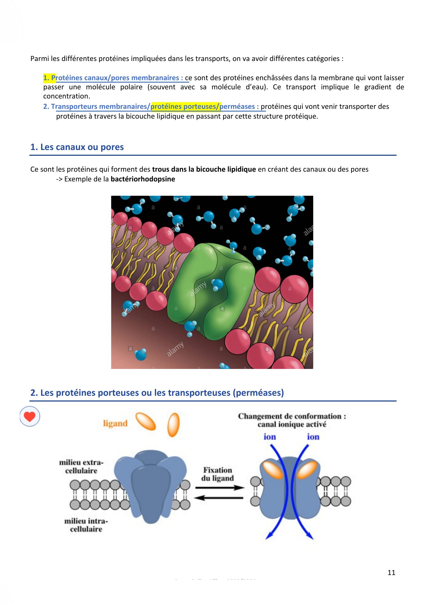 Membranes cellulaires pt3 — page 11