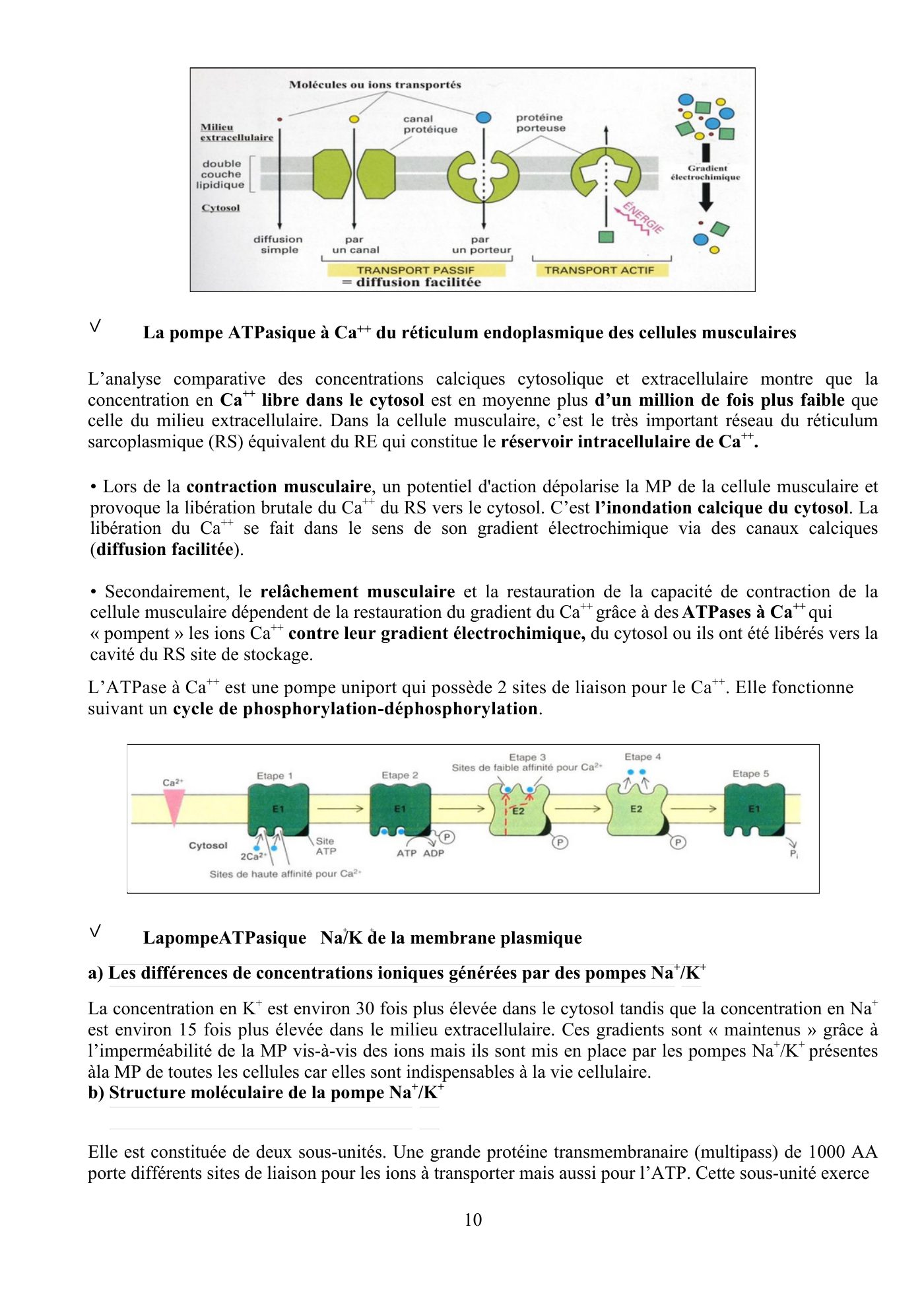 Perméabilité membranaire nogueira — page 11