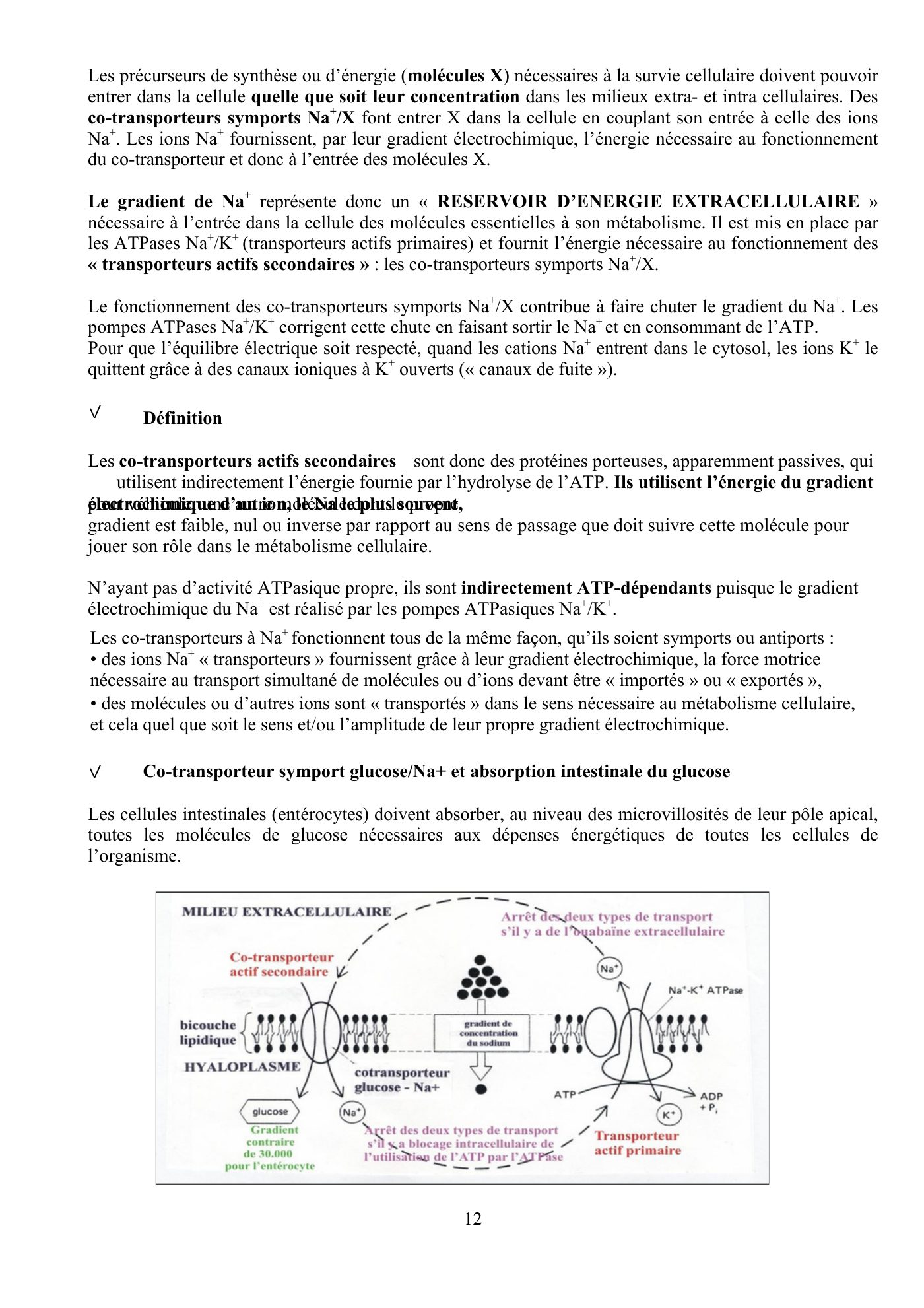 Perméabilité membranaire nogueira — page 13