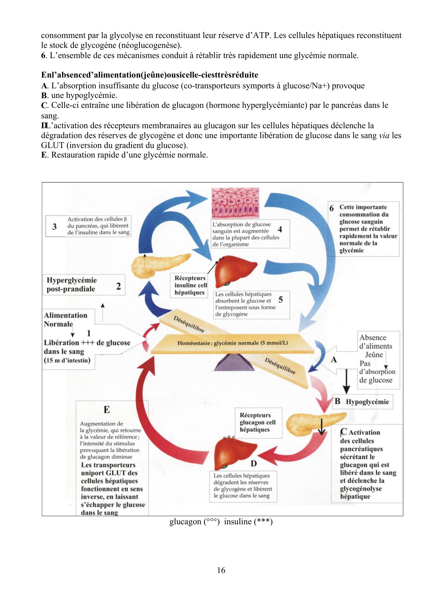 Perméabilité membranaire nogueira — page 17