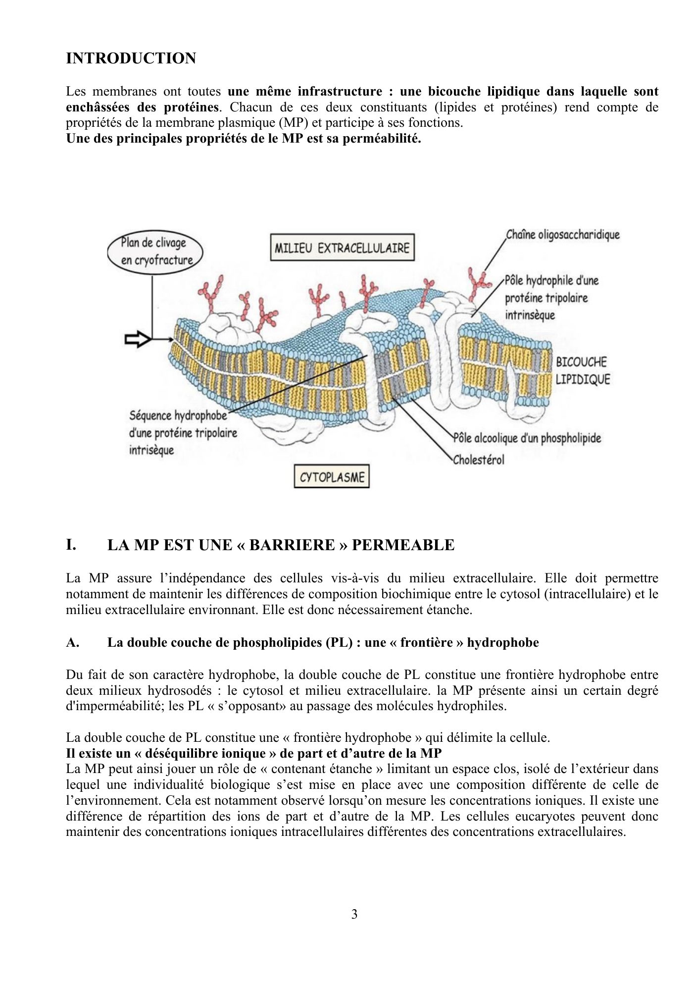 Perméabilité membranaire nogueira — page 4