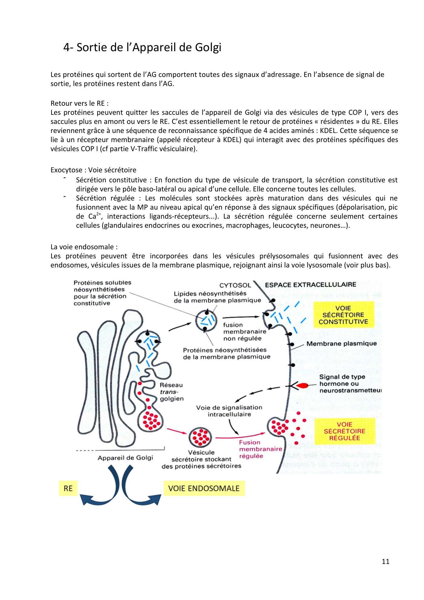 Système endomembranaire et trafic intracellulaire jonca — page 12