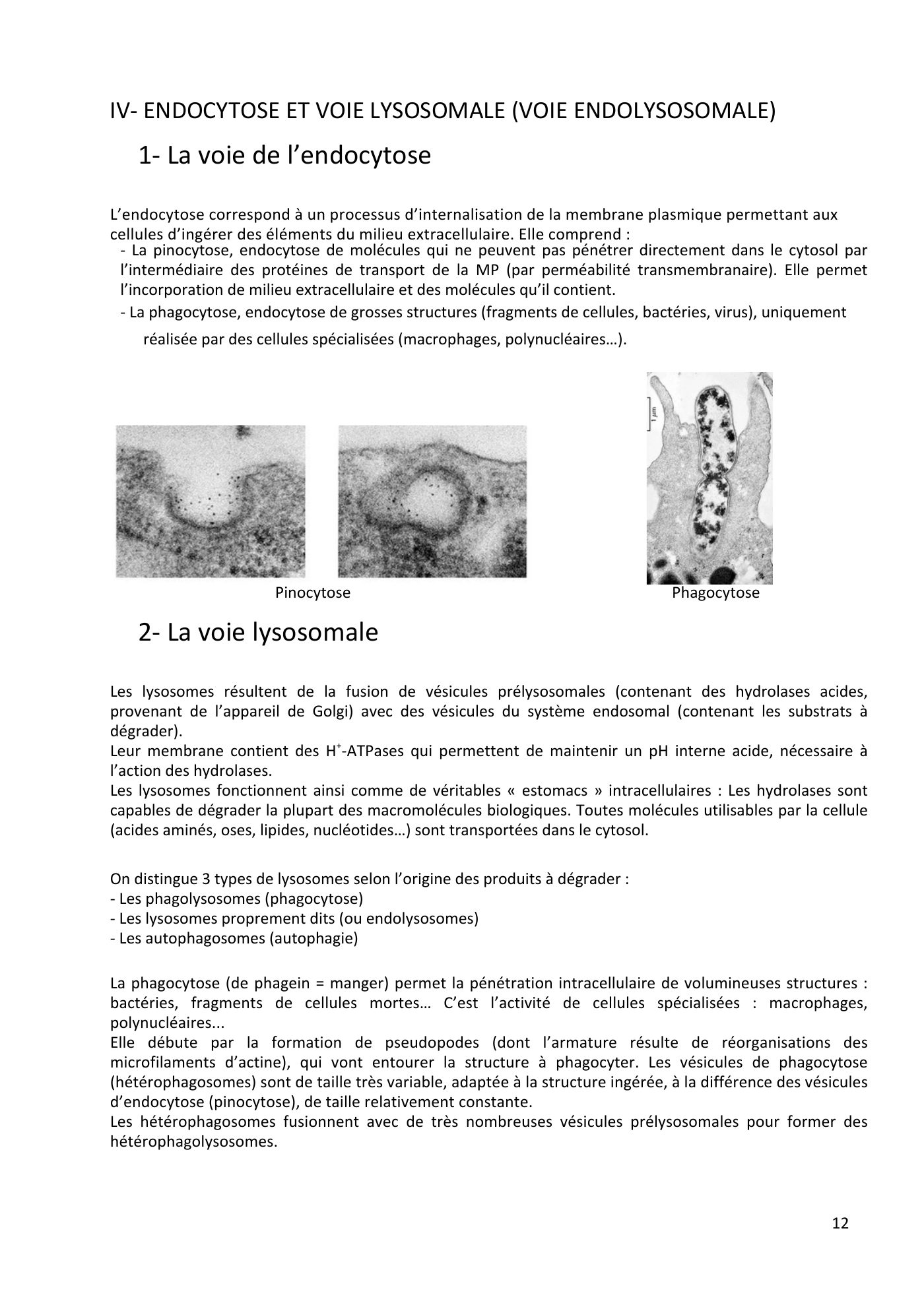 Système endomembranaire et trafic intracellulaire jonca — page 13
