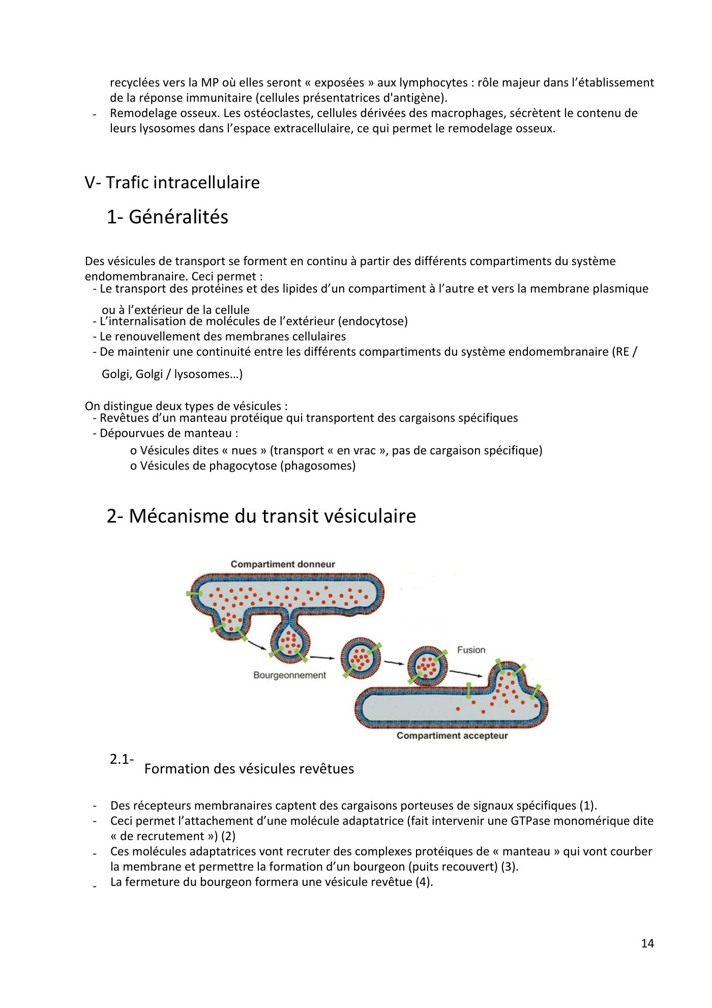 Système endomembranaire et trafic intracellulaire jonca — page 15