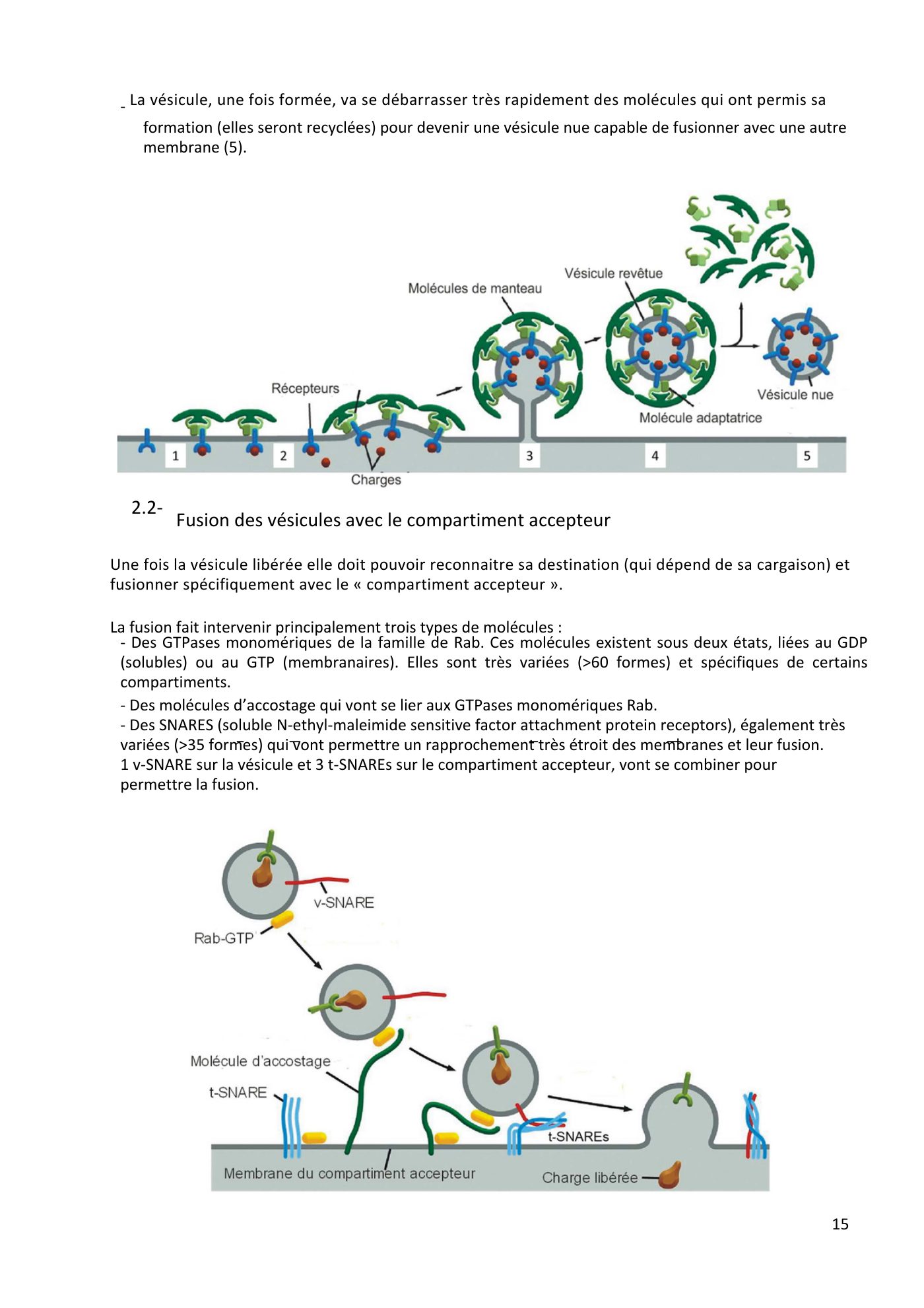 Système endomembranaire et trafic intracellulaire jonca — page 16