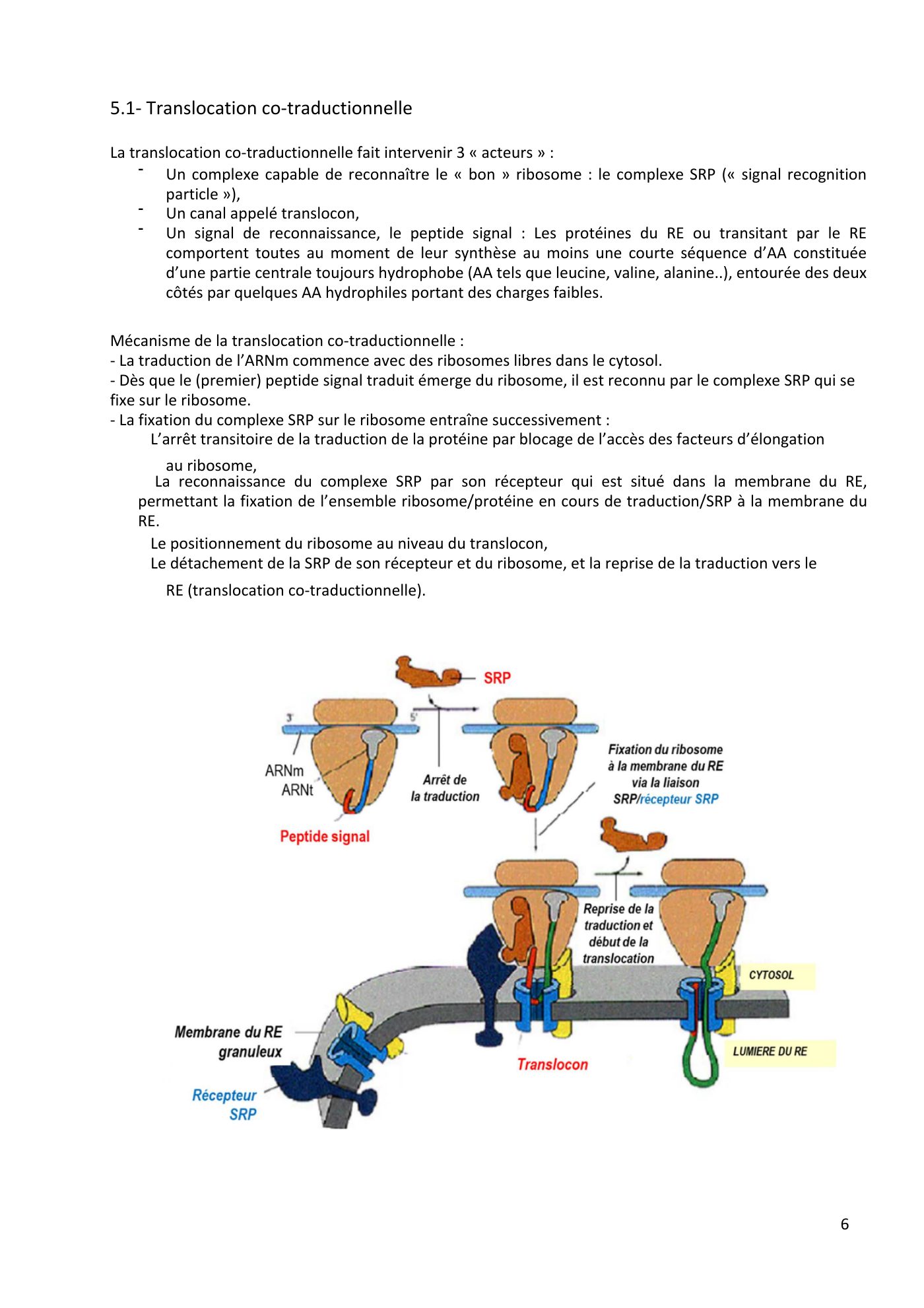 Système endomembranaire et trafic intracellulaire jonca — page 7