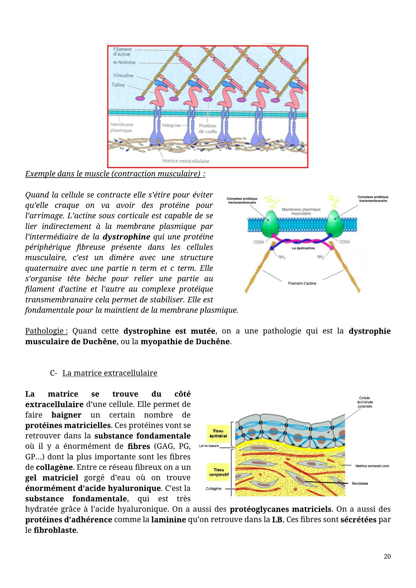 Architecture membranaire — page 20